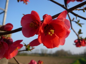 Fiori di pesco